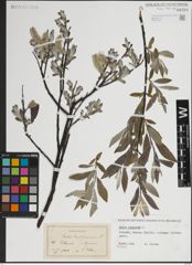 Foto von Salix lapponum L.